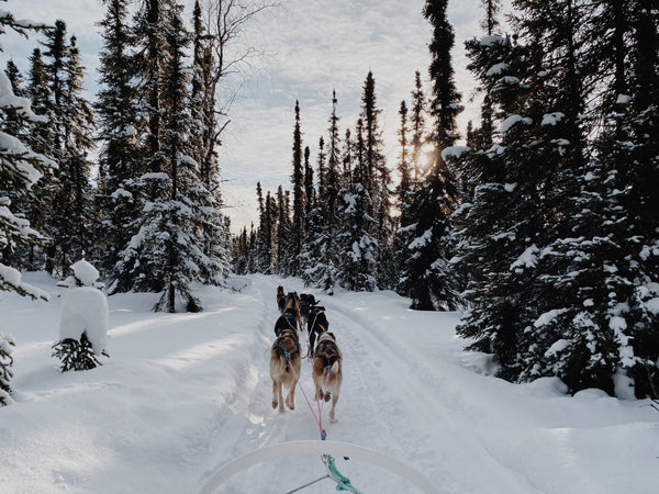 There & Back Again Sled Dogs X Finn & Burk