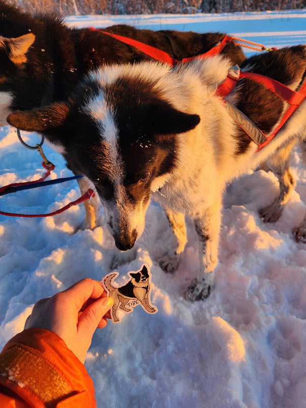 Tide the Sled Dog Sticker