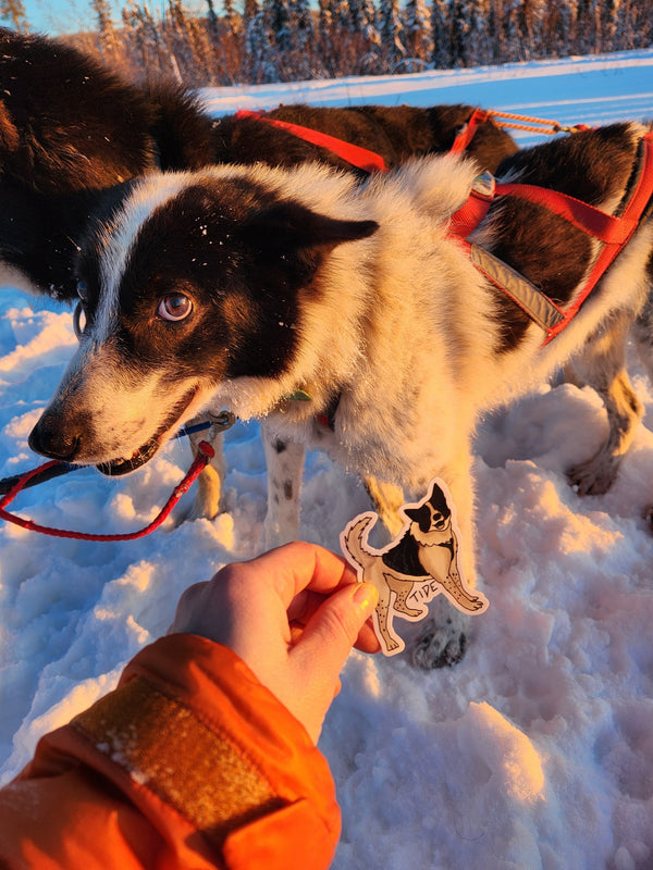 Tide the Sled Dog Sticker