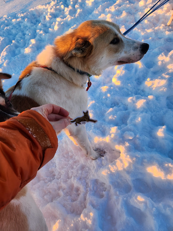 Lloyd the Sled Dog Sticker