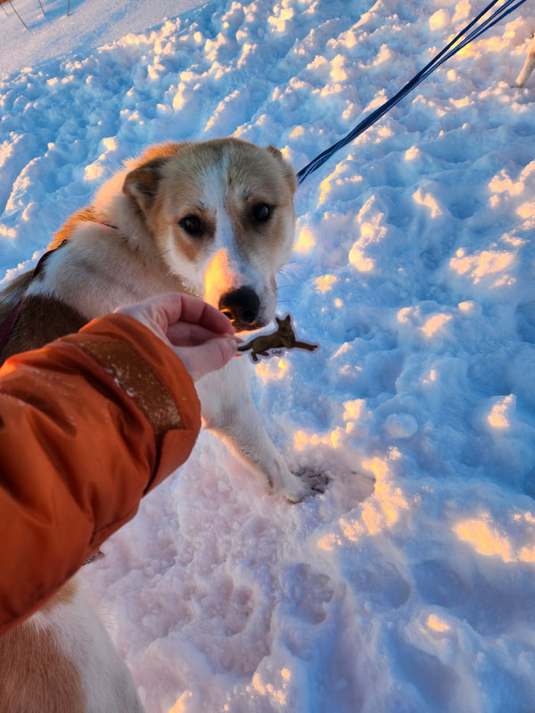 Lloyd the Sled Dog Sticker