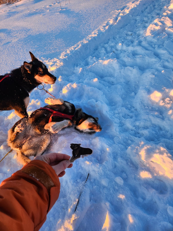 Goose the Sled Dog Sticker